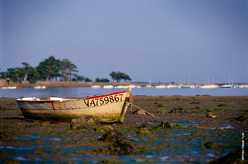 Gofle du Morbihan