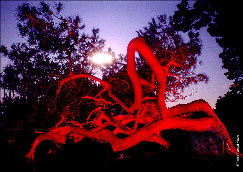 L'arbre ardent