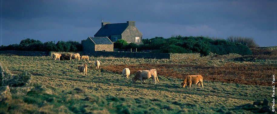 Il etait une fois des vaches à Ouessant ...