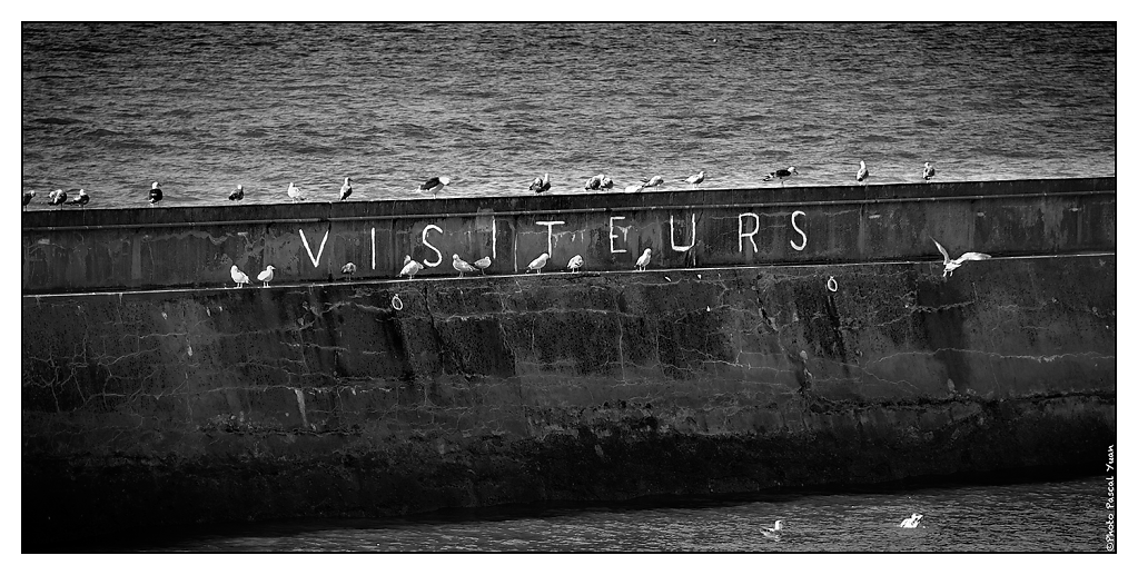 Port-aux-Moines-Visiteurs-Pascal-Yuan.png
